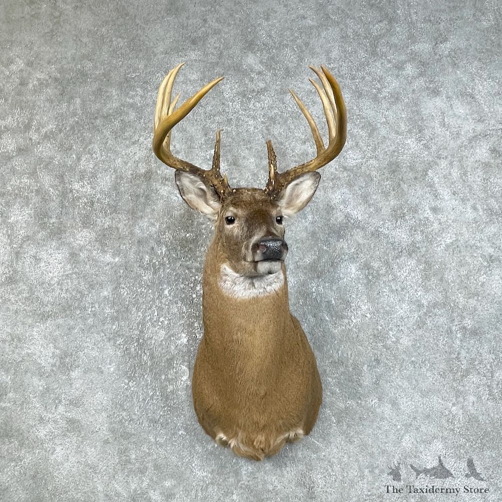 Whitetail Deer Shoulder Mount #25827 For Sale - The Taxidermy Store