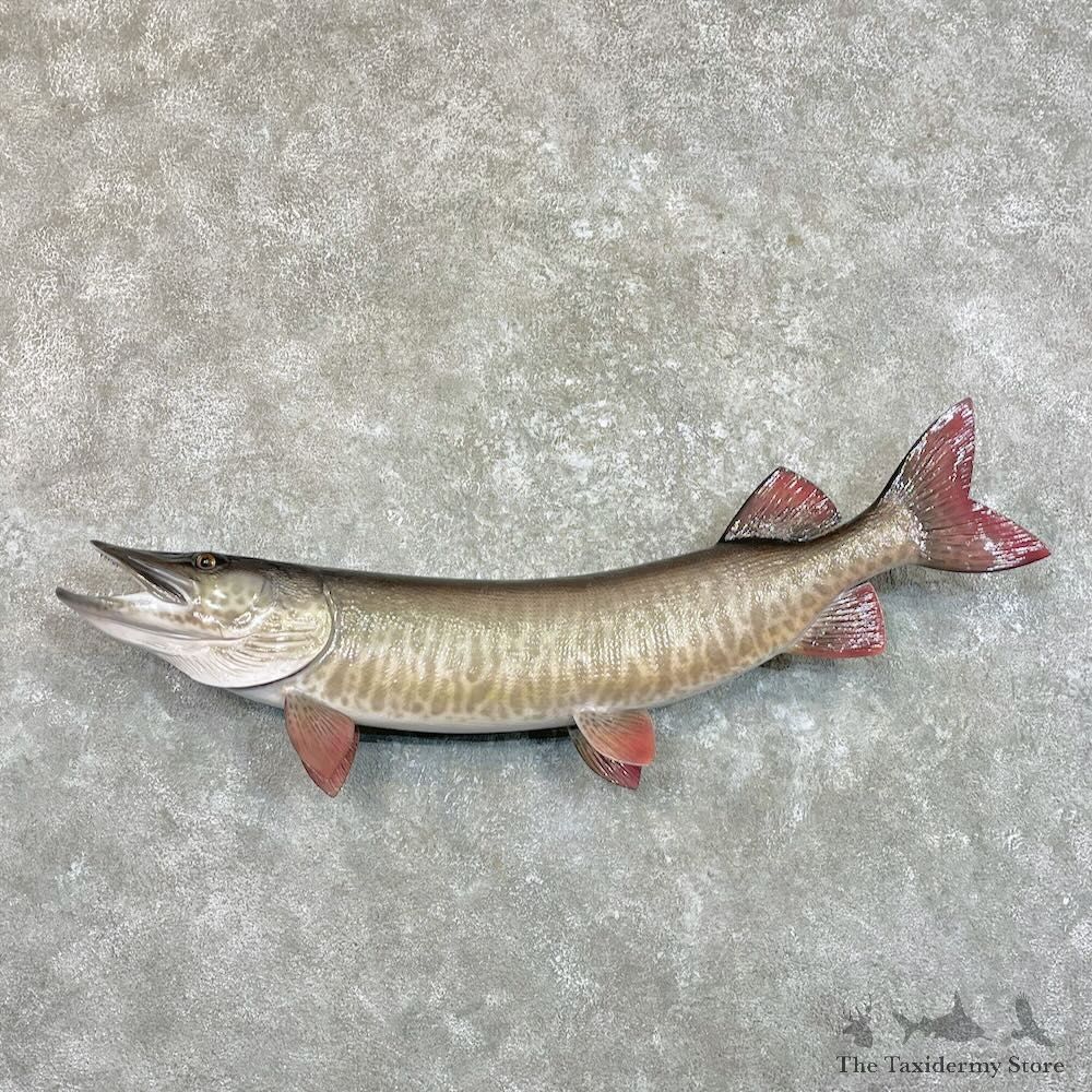Reproduction Muskellunge Fish Mount For Sale #27524 @ The Taxidermy Store
