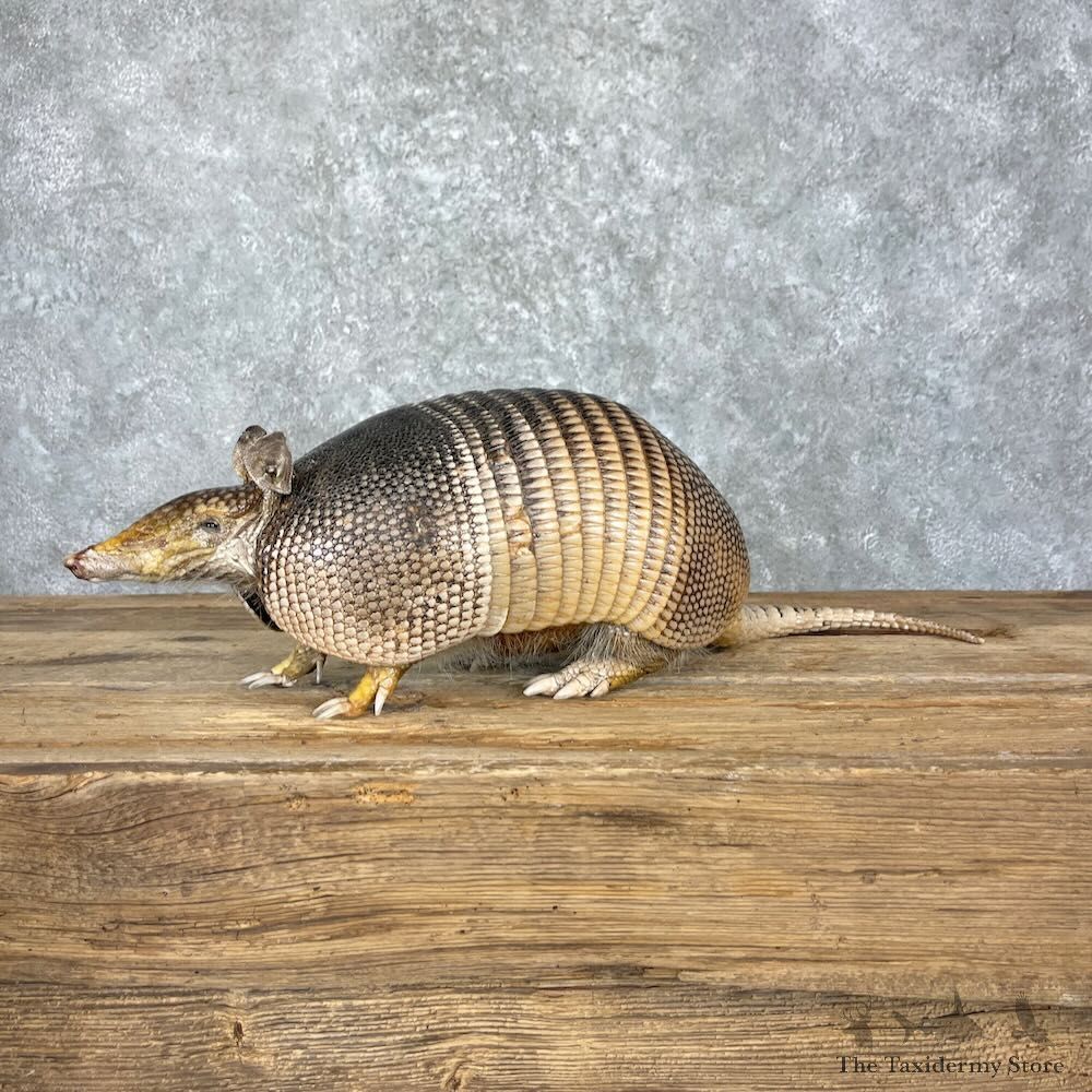 Armadillo Life-Size Mount For Sale #27380 @ The Taxidermy Store