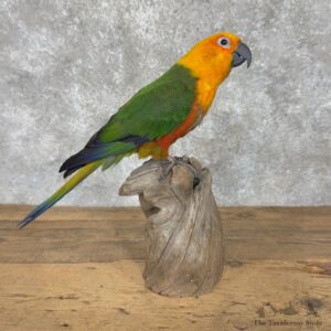 Sun Conure Bird Mount For Sale #30190 @ The Taxidermy Store