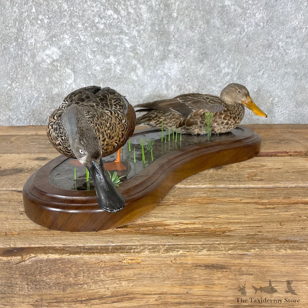Argentine Red Shoveler Taxidermy Duck Mount For Sale #26648 @The Taxidermy Store