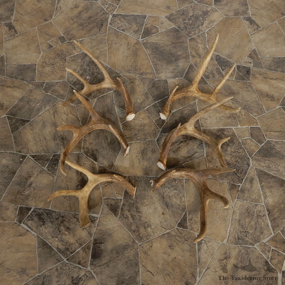 Whitetail Deer Antler Craft Pack For Sale #21333 @ The Taxidermy Store