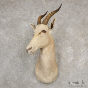 White Blesbok Shoulder Mount For Sale #20520 @ The Taxidermy Store