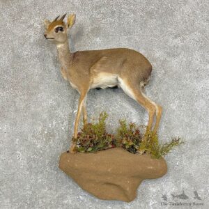 Salt's Dik-Dik Life-Size Mount For Sale #28873 @ The Taxidermy Store