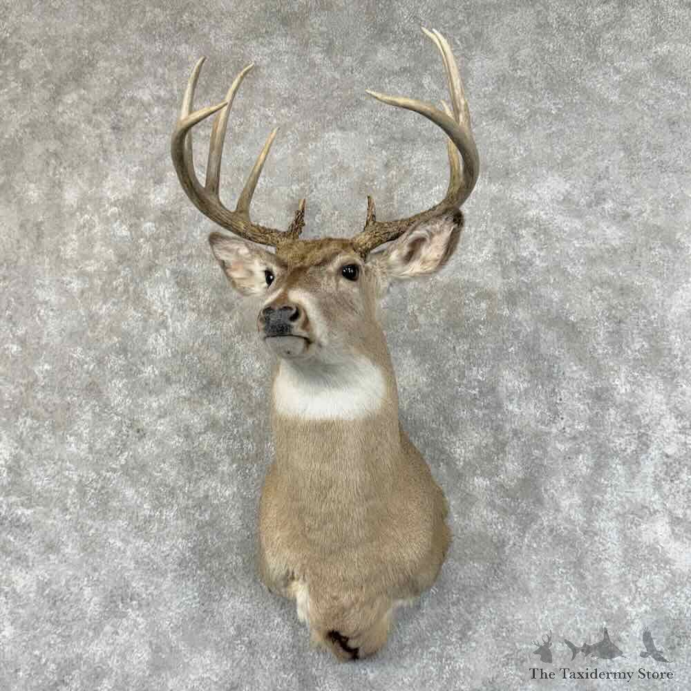 Whitetail Deer Shoulder Mount For Sale #31460 @ The Taxidermy Store