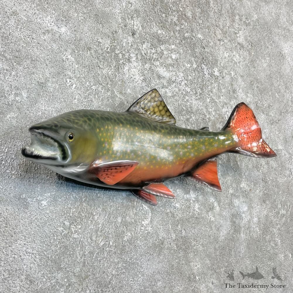 Brook Trout Fish Mount For Sale #27248 @ The Taxidermy Store