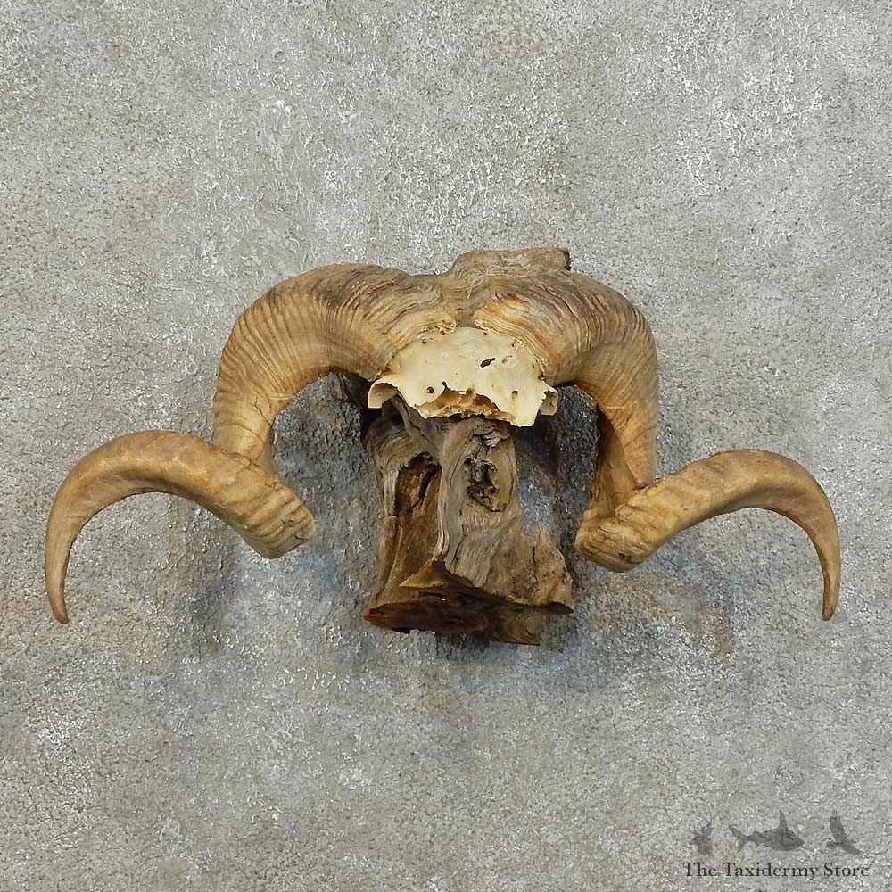 Corsican Ram Horn Mount For Sale #15991 @ The Taxidermy Store