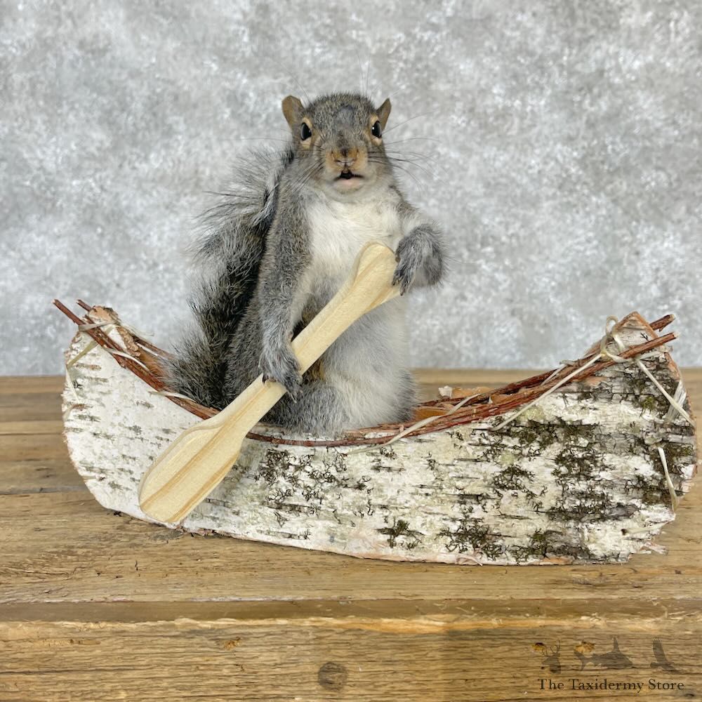 Canoe Squirrel Novelty Mount For Sale #28588 @ The Taxidermy Store