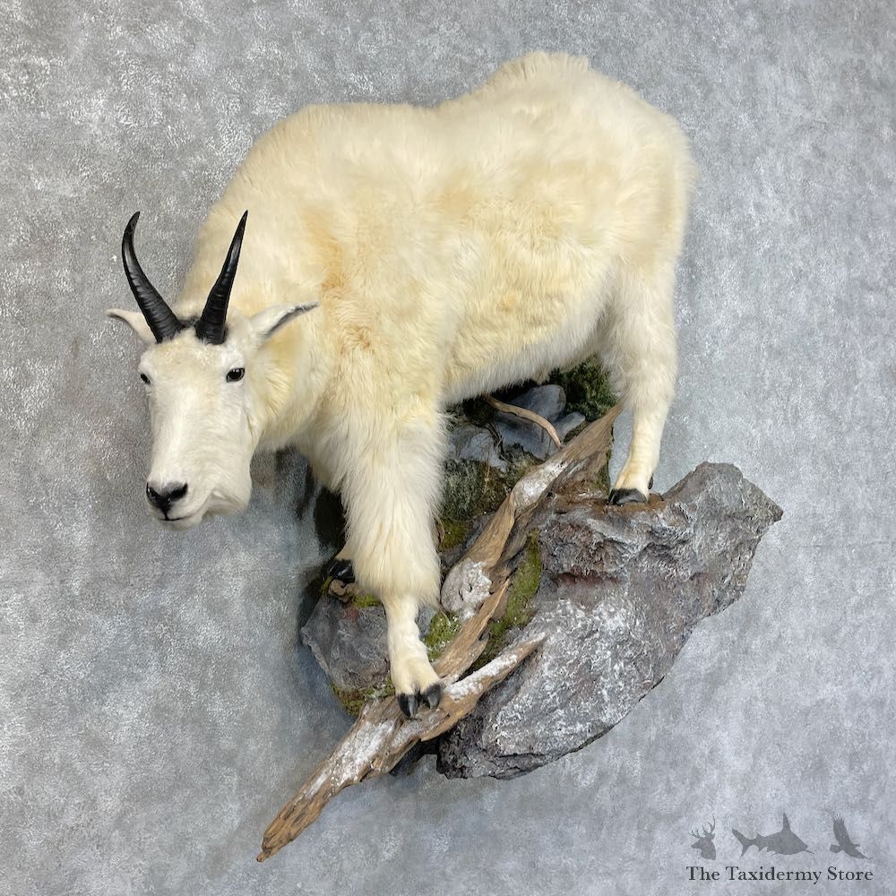 Mountain Goat Life-Size Mount For Sale #25324 @ The Taxidermy Store