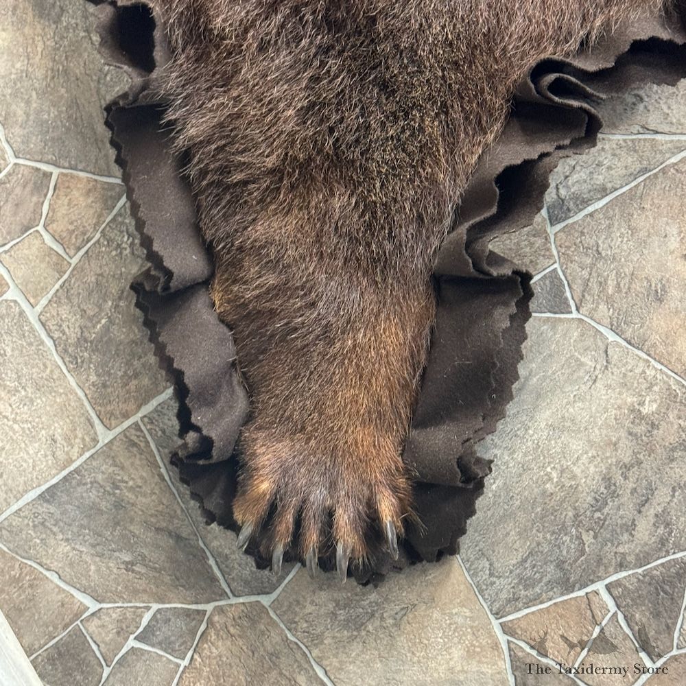 Grizzly Bear Full Size Rug Mount For Sale #29302 @ The Taxidermy Store