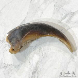 Grizzly Bear Claw For Sale #24889 - The Taxidermy Store
