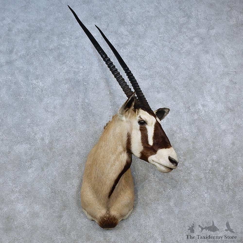 African Gemsbok Shoulder Mount For Sale #15583 @ The Taxidermy Store