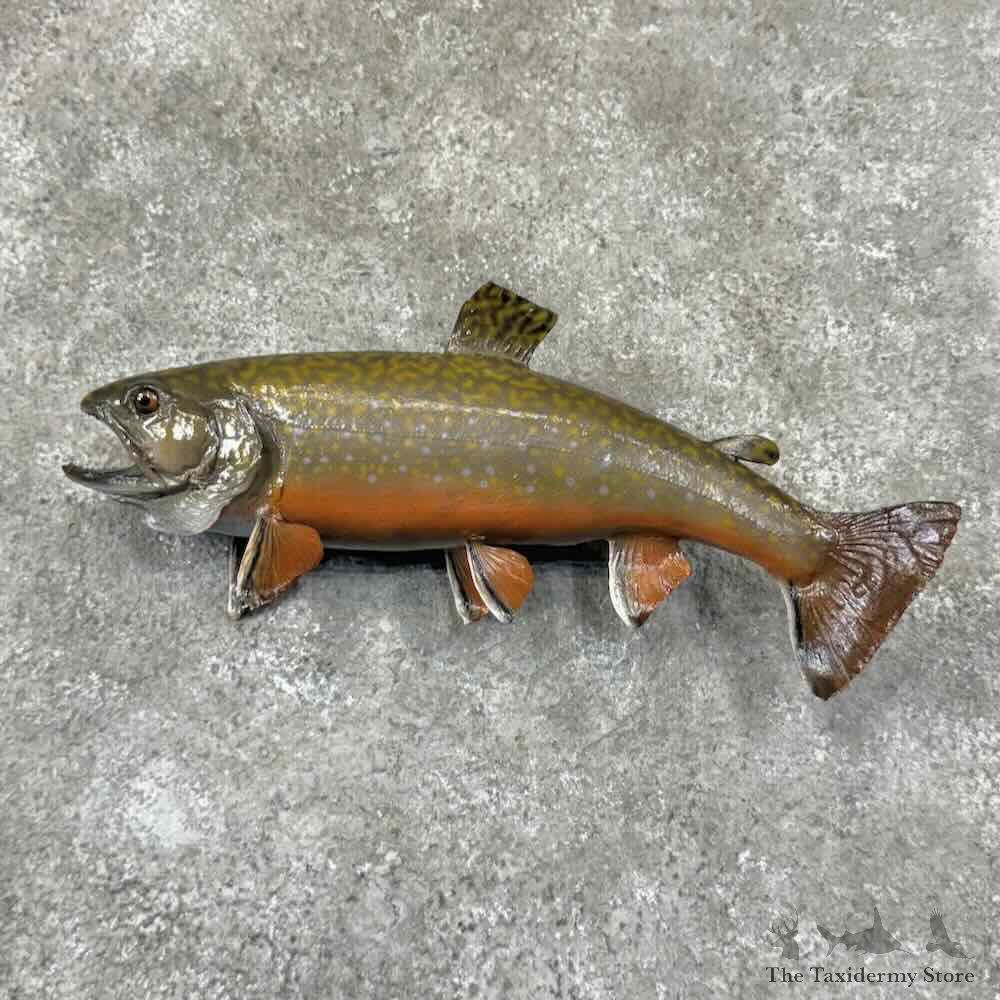 Brook Trout Fish Mount For Sale #30897 @ The Taxidermy Store