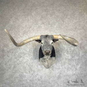 Longhorn Steer Shoulder Mount For Sale #31509 @ The Taxidermy Store
