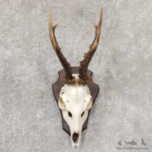 Roe Deer Taxidermy Skull Mount For Sale #19039 @ The Taxidermy Store