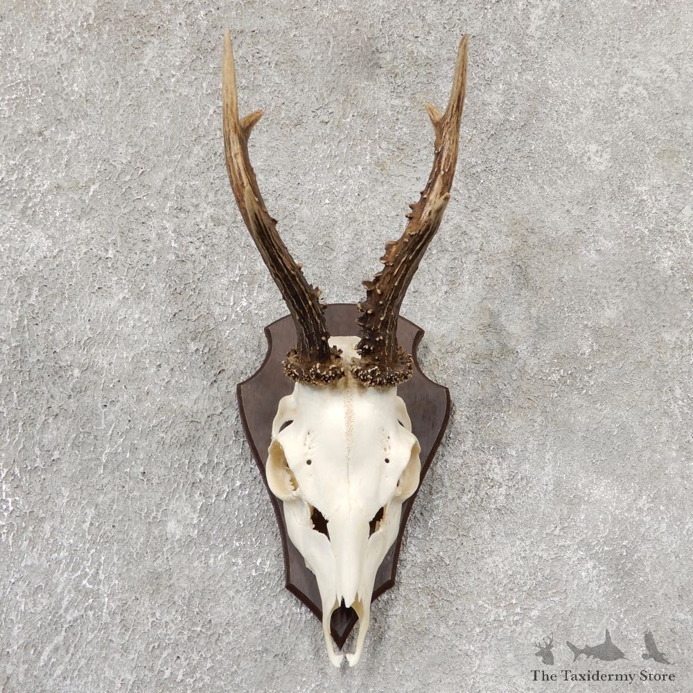 Roe Deer Taxidermy Skull Mount For Sale #19039 @ The Taxidermy Store