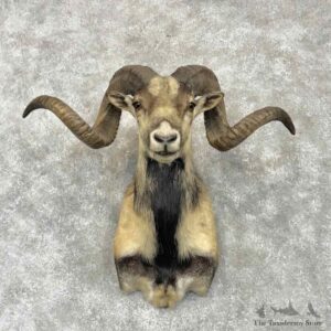 Corsican Ram Shoulder Mount For Sale #30388 @ The Taxidermy Store
