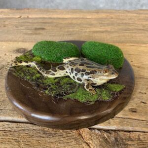 Leopard Frog Taxidermy Mount For Sale #21371 @ The Taxidermy Store