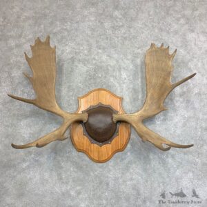 Moose Antler Plaque For Sale #21941 @ The Taxidermy Store