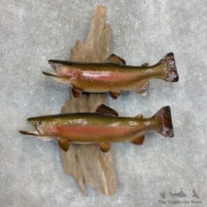 Rainbow Trout Fish Mount For Sale #22116 @ The Taxidermy Store