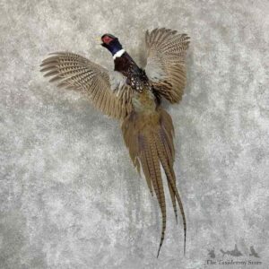 Ringneck Pheasant Bird Mount For Sale #30929 @ The Taxidermy Store