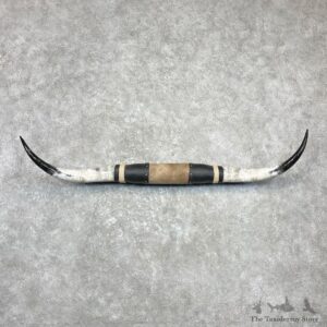 Longhorn Steer Plaque For Sale #27035 @ The Taxidermy Store