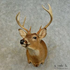 Whitetail Deer Shoulder Mount For Sale #16464 @ The Taxidermy Store