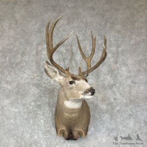 Mule Deer Shoulder Mount For Sale #25637 @ The Taxidermy Store