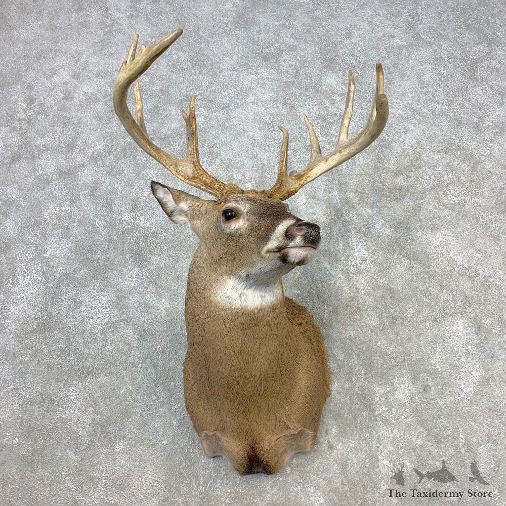 Whitetail Deer Shoulder Mount #21654 For Sale - The Taxidermy Store