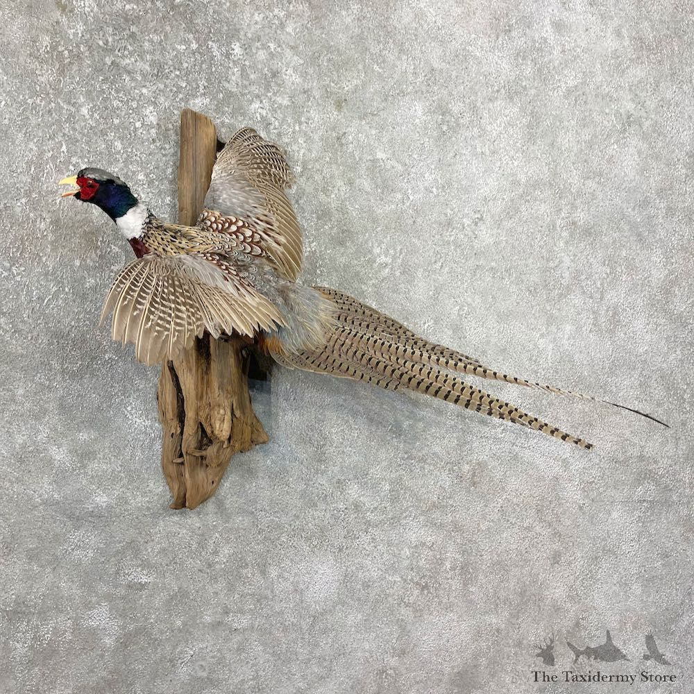 Ringneck Pheasant Bird Mount For Sale #26268 @ The Taxidermy Store
