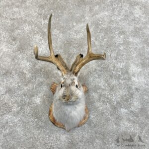 Jackalope Shoulder Mount For Sale #30125 @ The Taxidermy Store