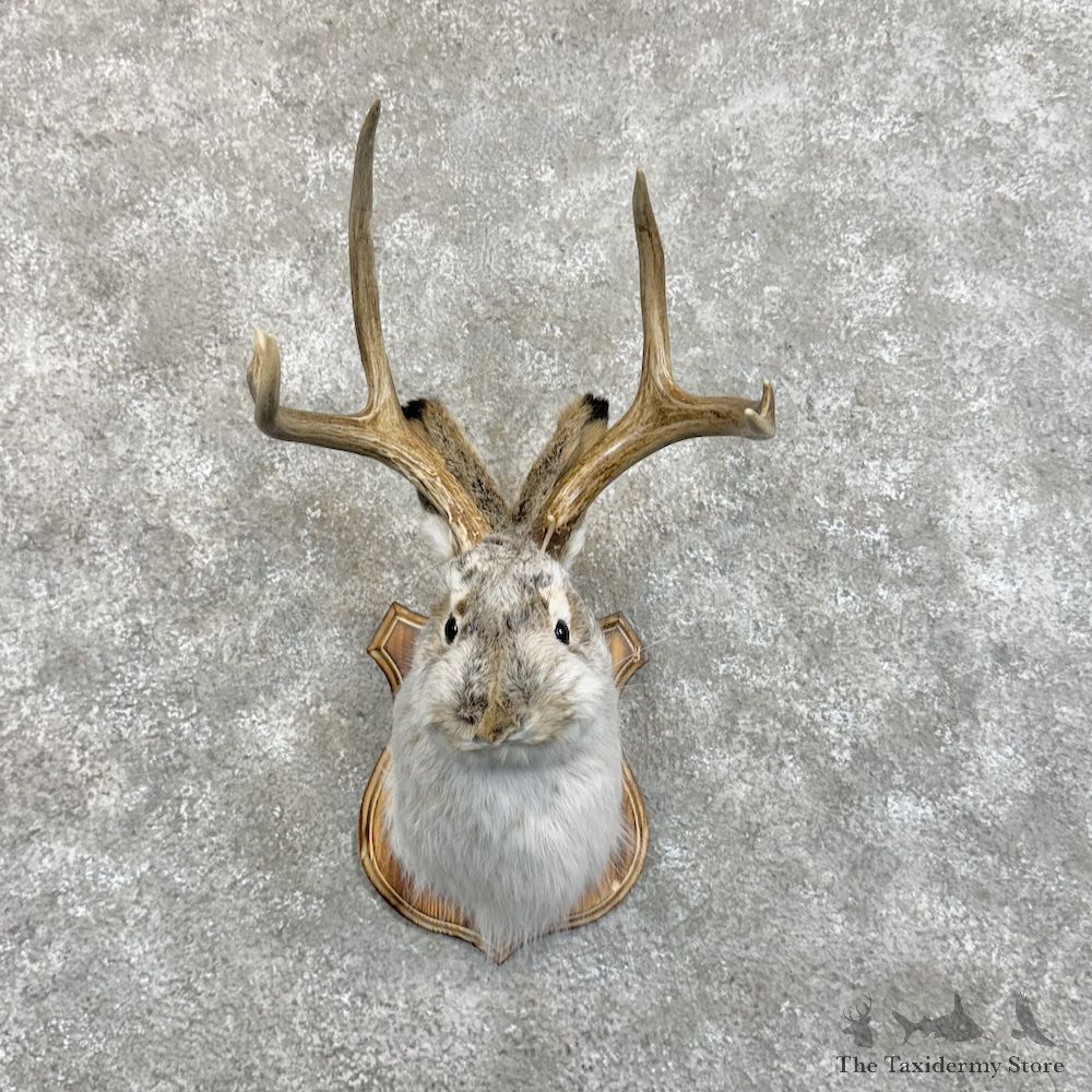 Jackalope Shoulder Mount For Sale #30125 @ The Taxidermy Store