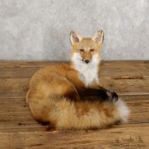 Red Fox Life-Size Mount For Sale #18788 @ The Taxidermy Store