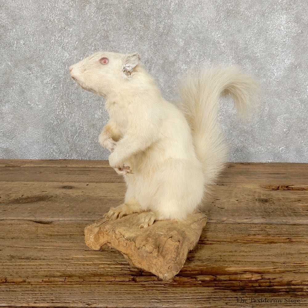 Albino Squirrel Life-Size Mount For Sale #18896 @ The Taxidermy Store