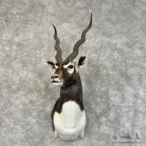 India Blackbuck Shoulder Mount For Sale #31326 @ The Taxidermy Store