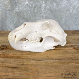 Common Alaskan Grizzly Bear Skull Mount For Sale #24930 @ The Taxidermy Store