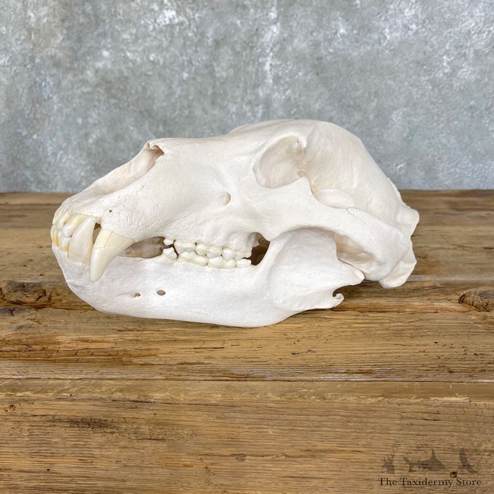 Common Alaskan Grizzly Bear Skull Mount For Sale #24930 @ The Taxidermy Store