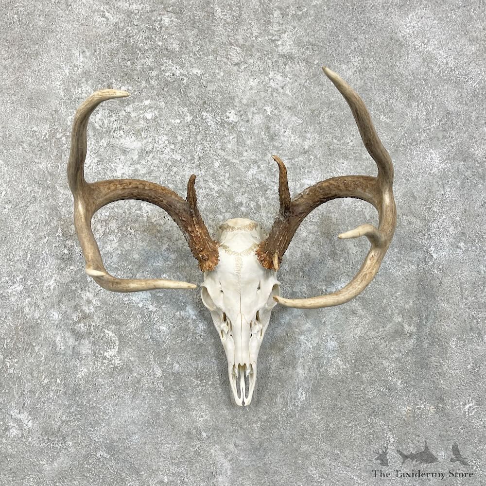 Whitetail Deer Skull European Mount For Sale #27935 @ The Taxidermy Store