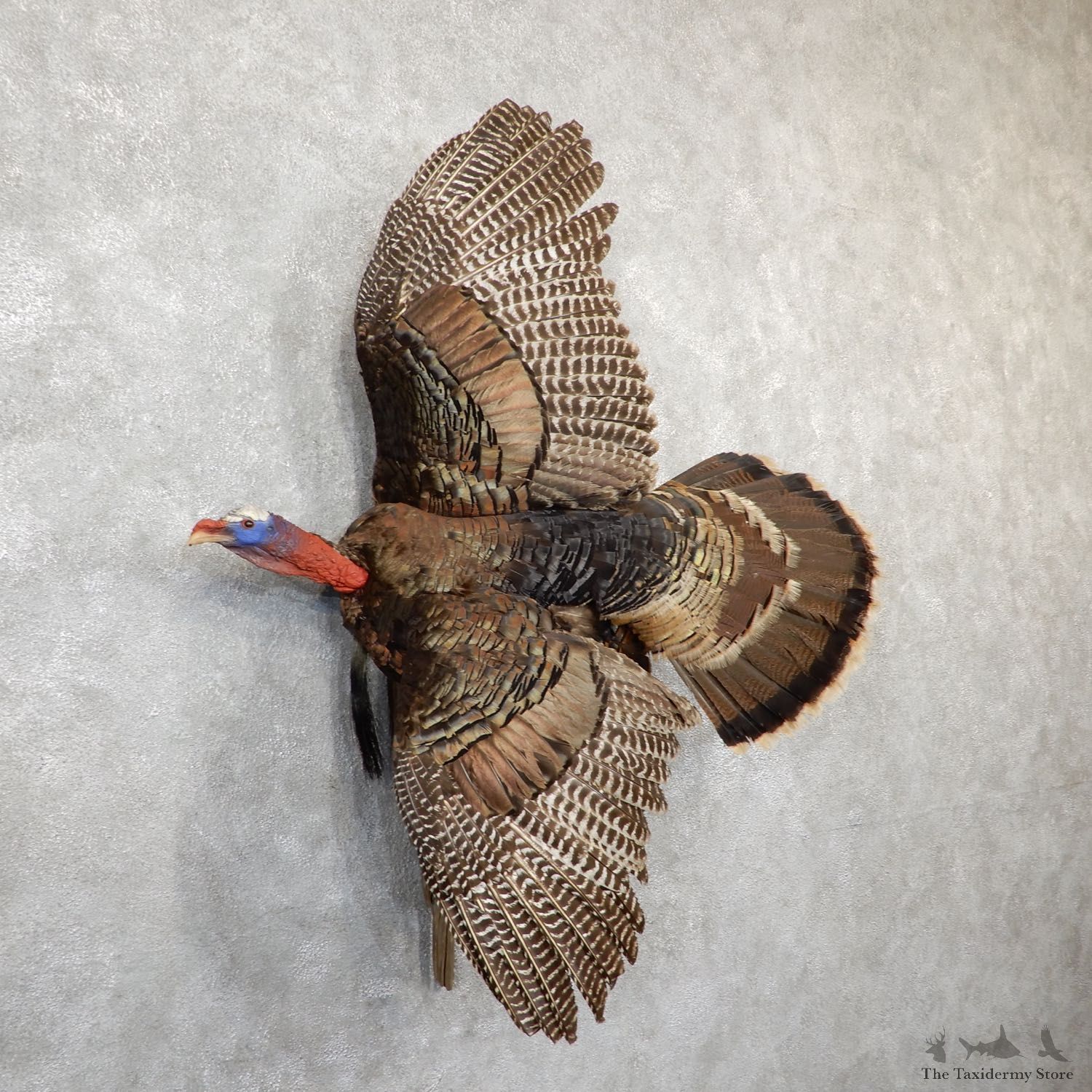 Rio Grande Turkey Flying Life Size Taxidermy Mount #21469 For Sale @ The Taxidermy Store