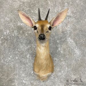 African Grey Duiker Taxidermy Shoulder Mount #24183 - The Taxidermy Store