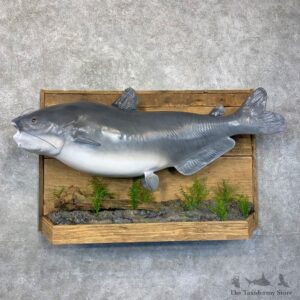 Reproduction Blue Catfish Fish Mount #24025 - The Taxidermy Store