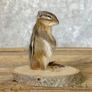 Chipmunk Life-Size Mount For Sale #22637 @ The Taxidermy Store