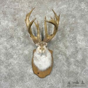 Jackalope Shoulder Mount For Sale #31959 @ The Taxidermy Store