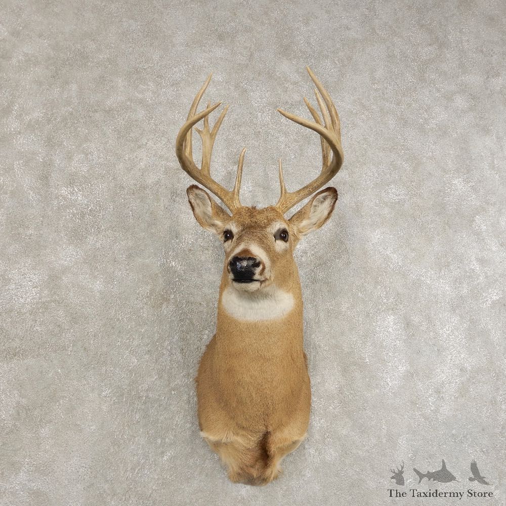Whitetail Deer Shoulder Mount #21474 For Sale - The Taxidermy Store