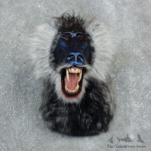Reproduction Drill Baboon Mount For Sale #18306 @ The Taxidermy Store