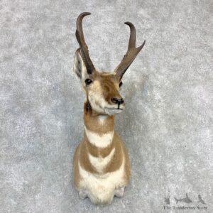 Pronghorn Taxidermy Shoulder Mount #21990 For Sale @ The Taxidermy Store