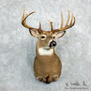 Whitetail Deer Shoulder Mount #18279 For Sale - The Taxidermy Store