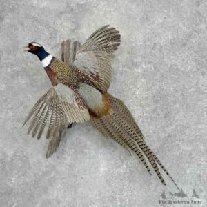 Ringneck Pheasant Bird Mount For Sale #32365 @ The Taxidermy Store