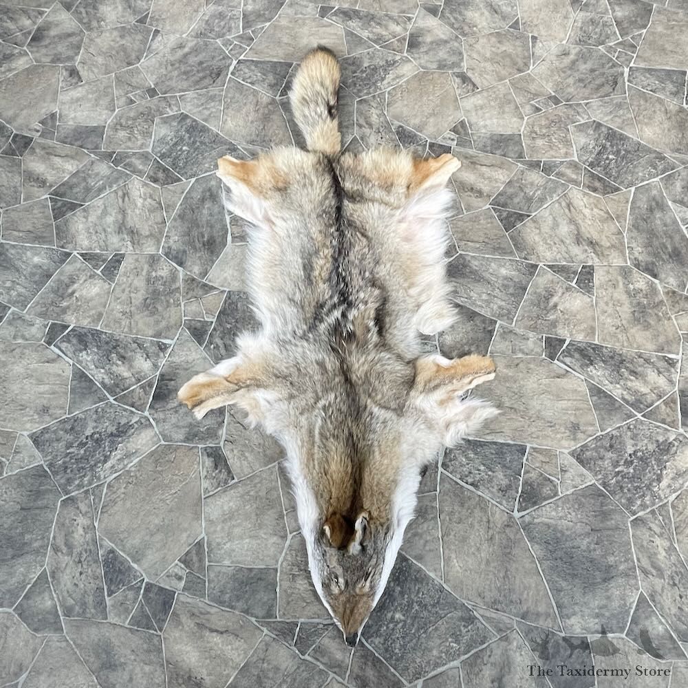 Coyote Tanned Hide For Sale #27911 @ The Taxidermy Store