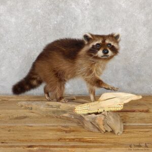 Raccoon Life-Size Mount For Sale #19354 @ The Taxidermy Store